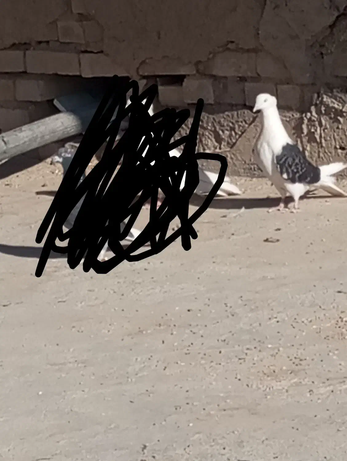 کبوتر|پرنده|سیلاخور, |دیوار