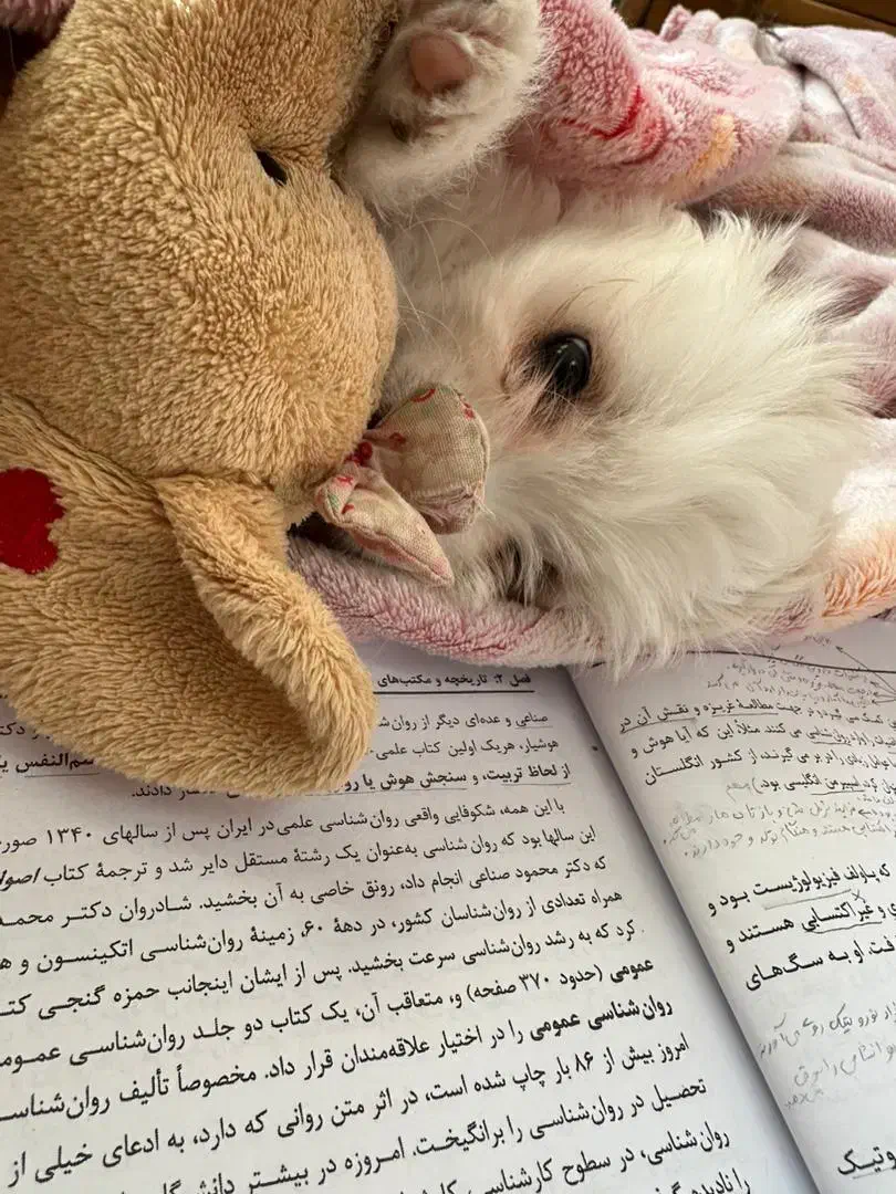 شیتزو عروسکی|سگ|شیراز, محراب|دیوار