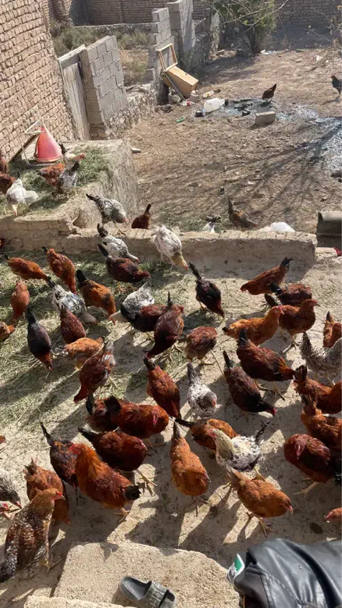 مرغ خروس بوغلمون|حیوانات مزرعه|شیروان (خراسان), |دیوار