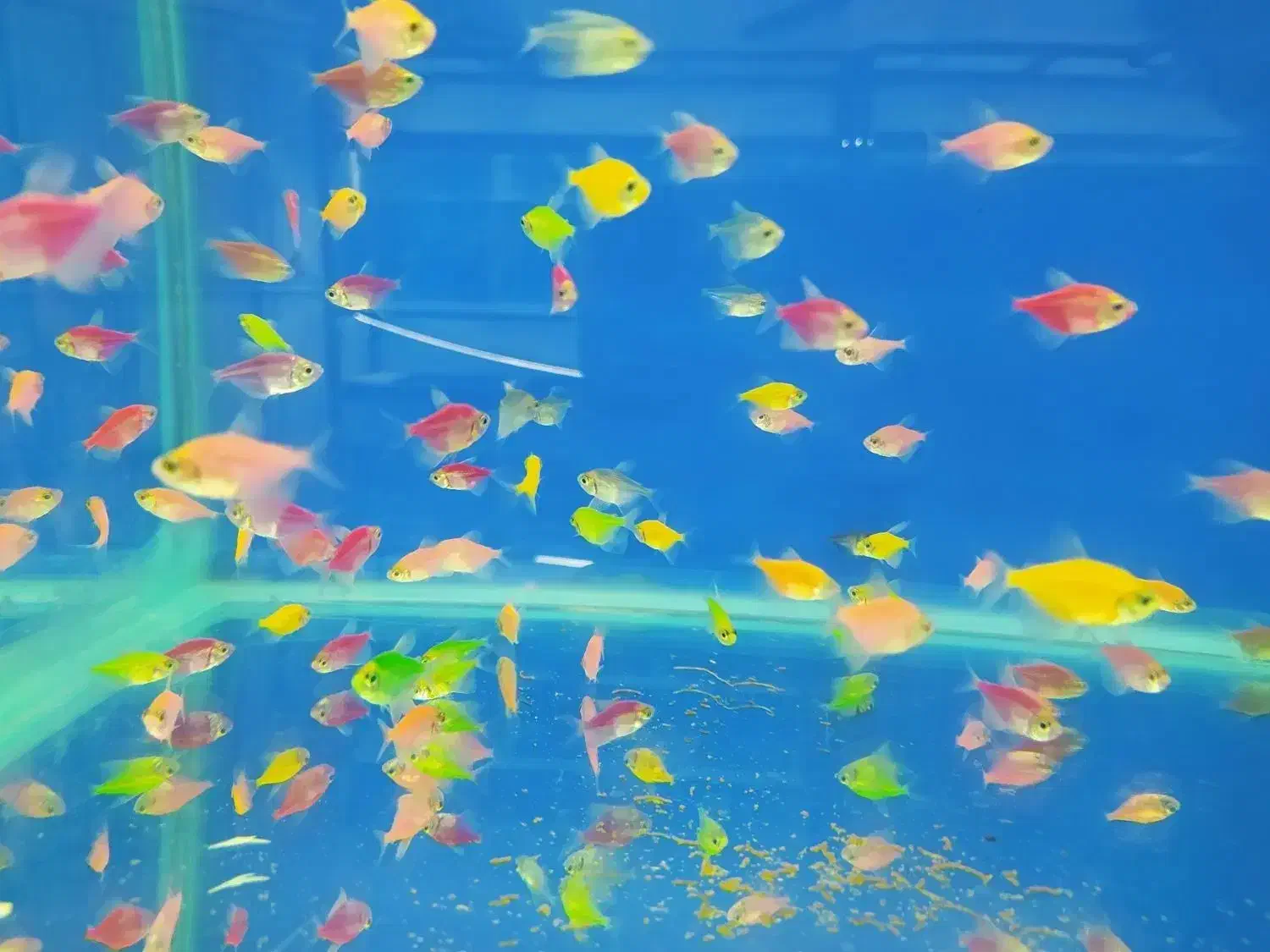 ماهی گوشتخوار و گیاهخوار|ماهی|شیراز, کوشک میدان|دیوار