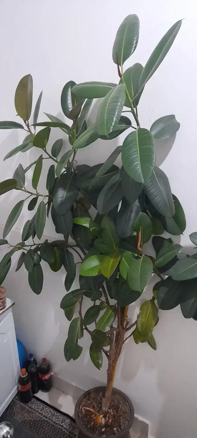 فروش گل فیکوس|گل و گیاه طبیعی|ارومیه, |دیوار