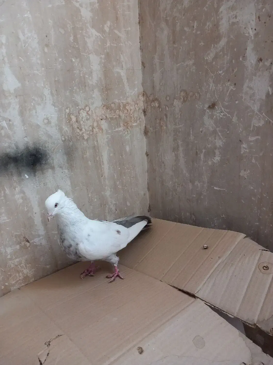 پرنده(کبوتر)|پرنده|کهک, |دیوار