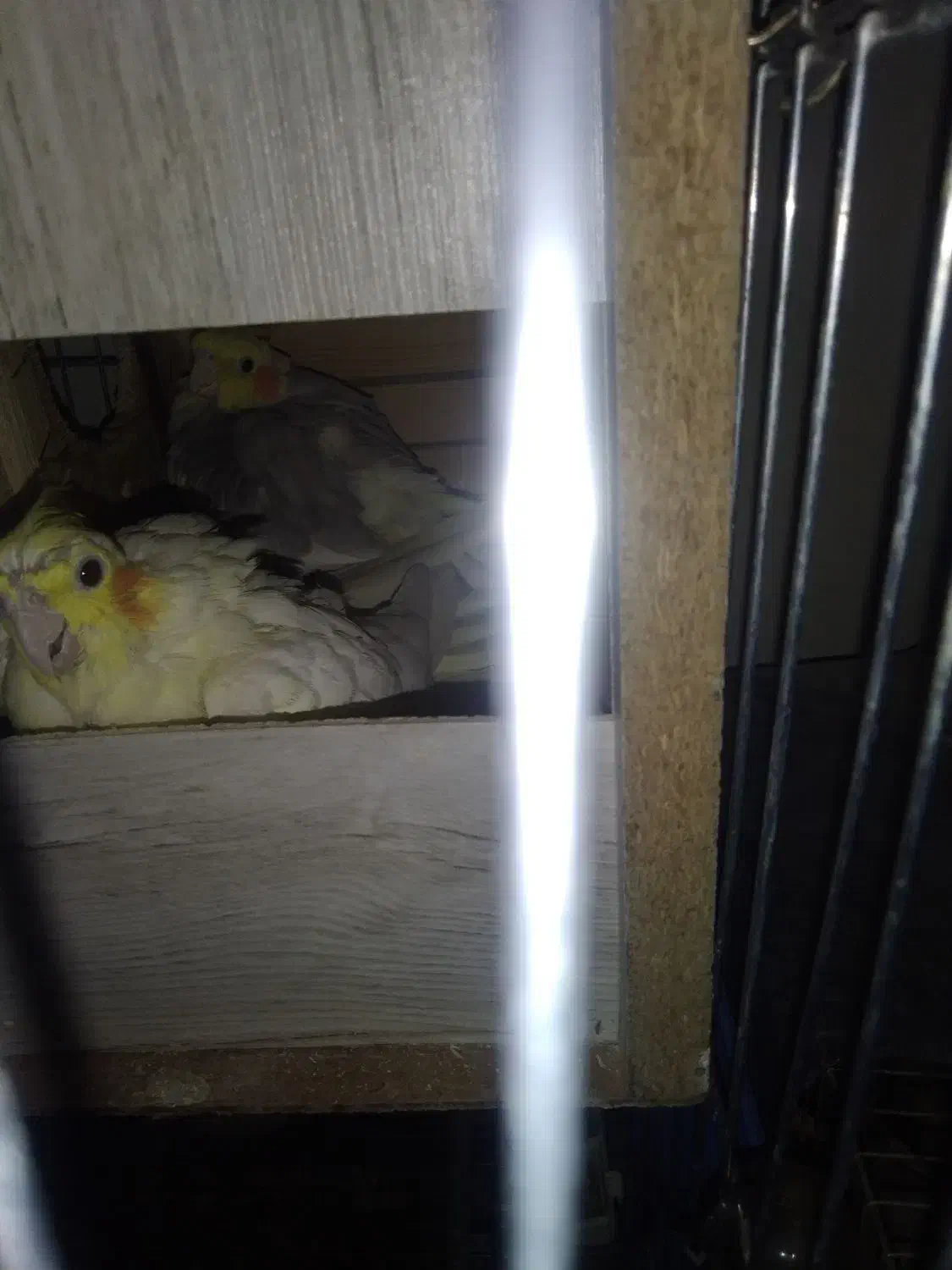 عروس هلندی سه جفت یک جفت با سه تخم|پرنده|تهران, شهرک طالقانی|دیوار