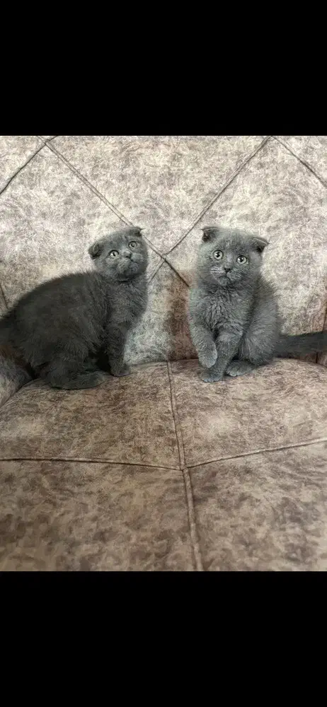 پت آپارتمانی اسکاتیش|گربه|آمل, |دیوار