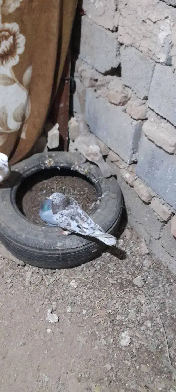 کبوتر پرنده دورگ|پرنده|سوسنگرد, |دیوار