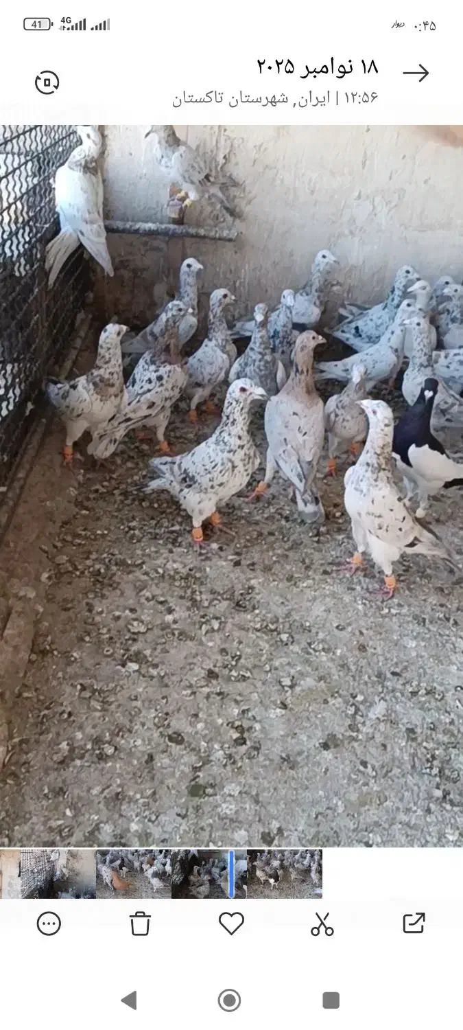 کبوتر فروشی|پرنده|تاکستان, |دیوار