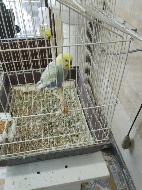 مرغ عشق سخنگو|پرنده|گنبد کاووس, |دیوار