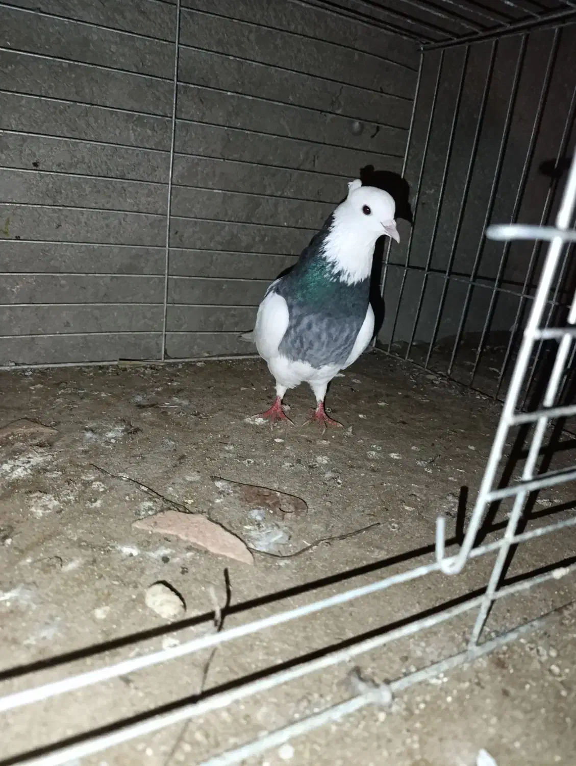 ک.ف.ت.ر.|پرنده|بهاباد, |دیوار