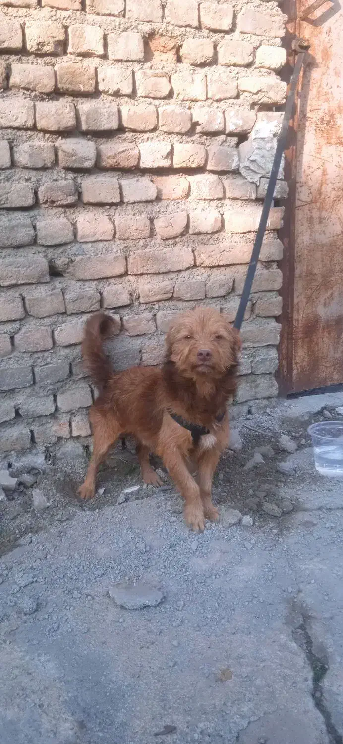 معاوضه با کبوتر|سگ|علی‌آباد کتول, |دیوار