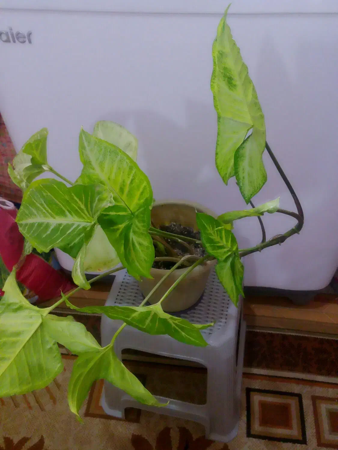 گل سینگینیوم|گل و گیاه طبیعی|رشت, حمیدیان|دیوار