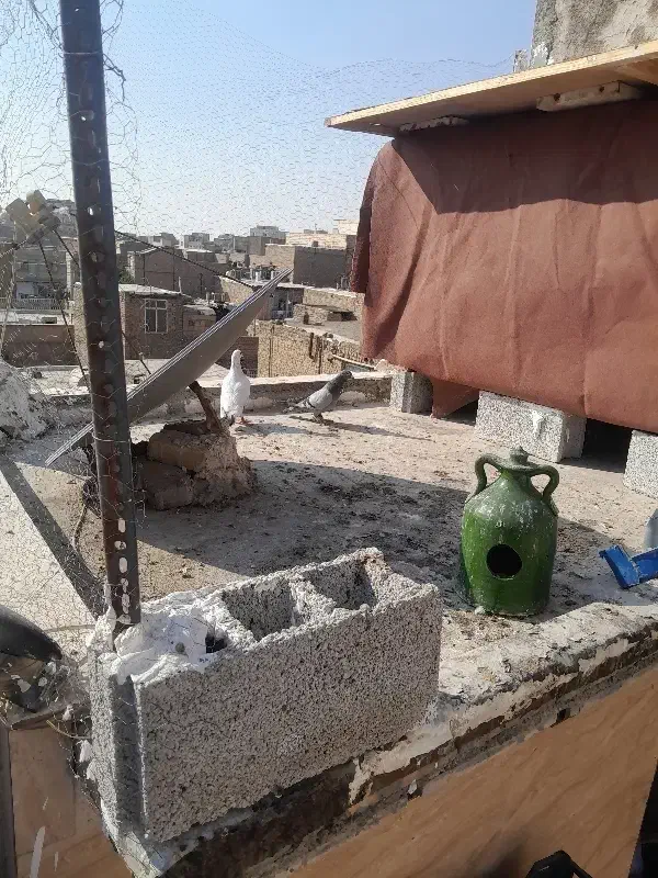 یه جفت کفتر آلمانی مسافتی|پرنده|پاکدشت, خاتون آباد|دیوار