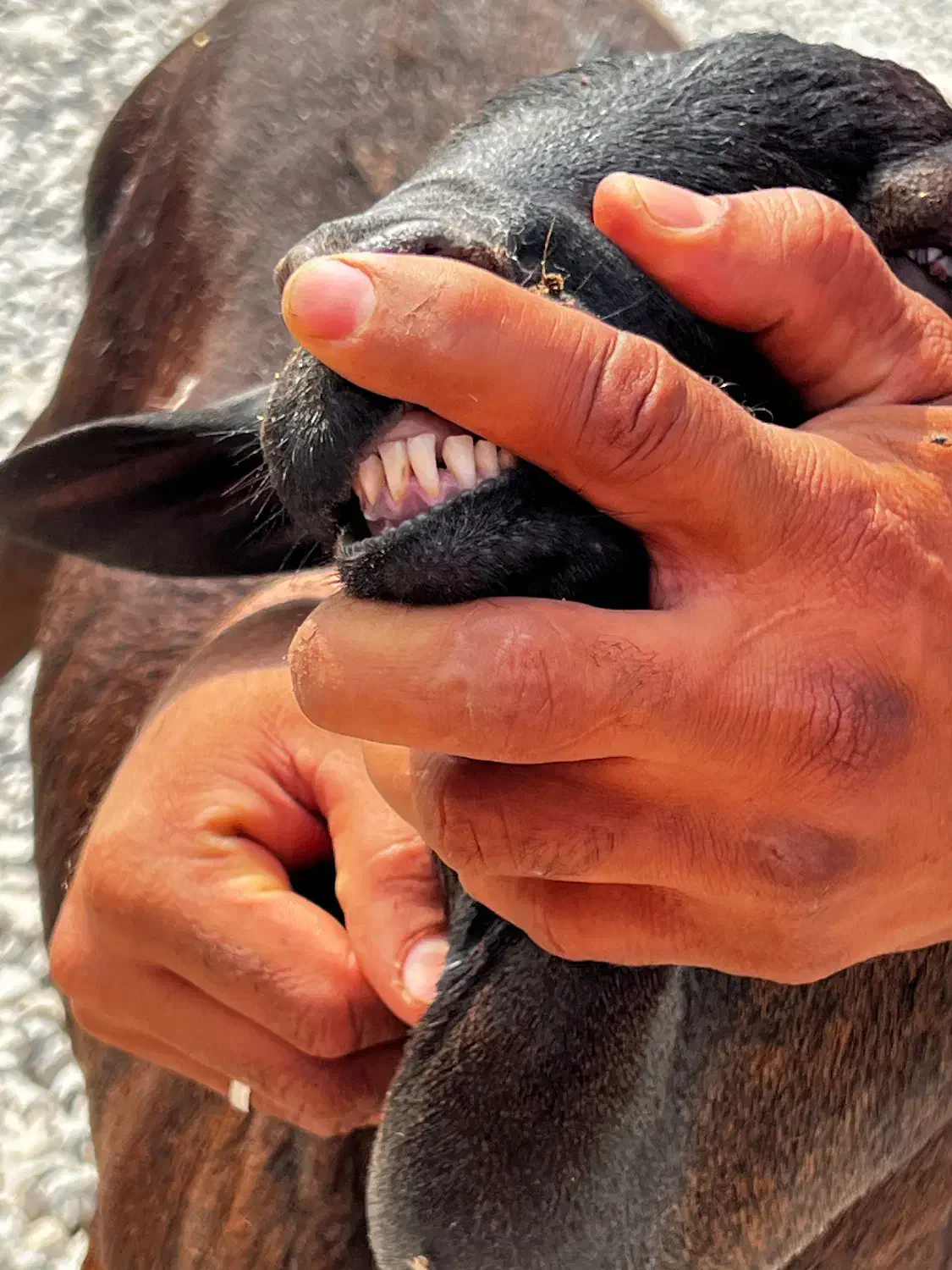 بره نر کهر نر|حیوانات مزرعه|قلعه قاضی, |دیوار