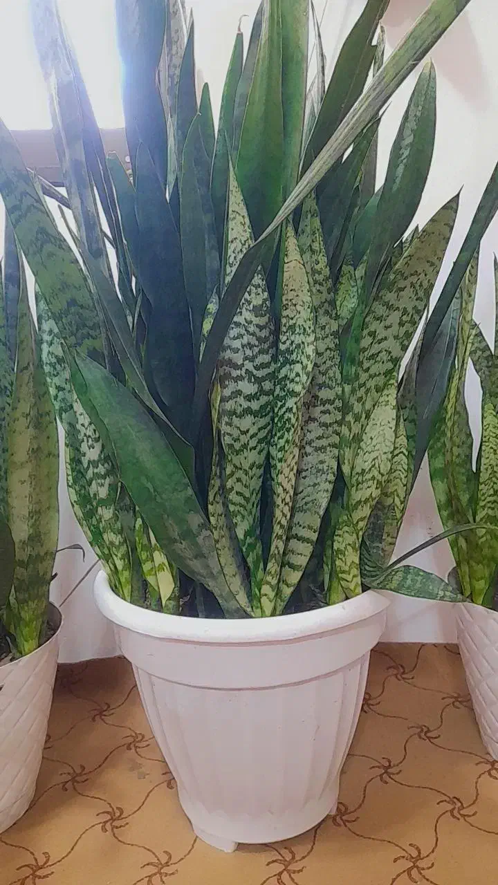 گل سانسوریا|گل و گیاه طبیعی|رحیم‌آباد, |دیوار