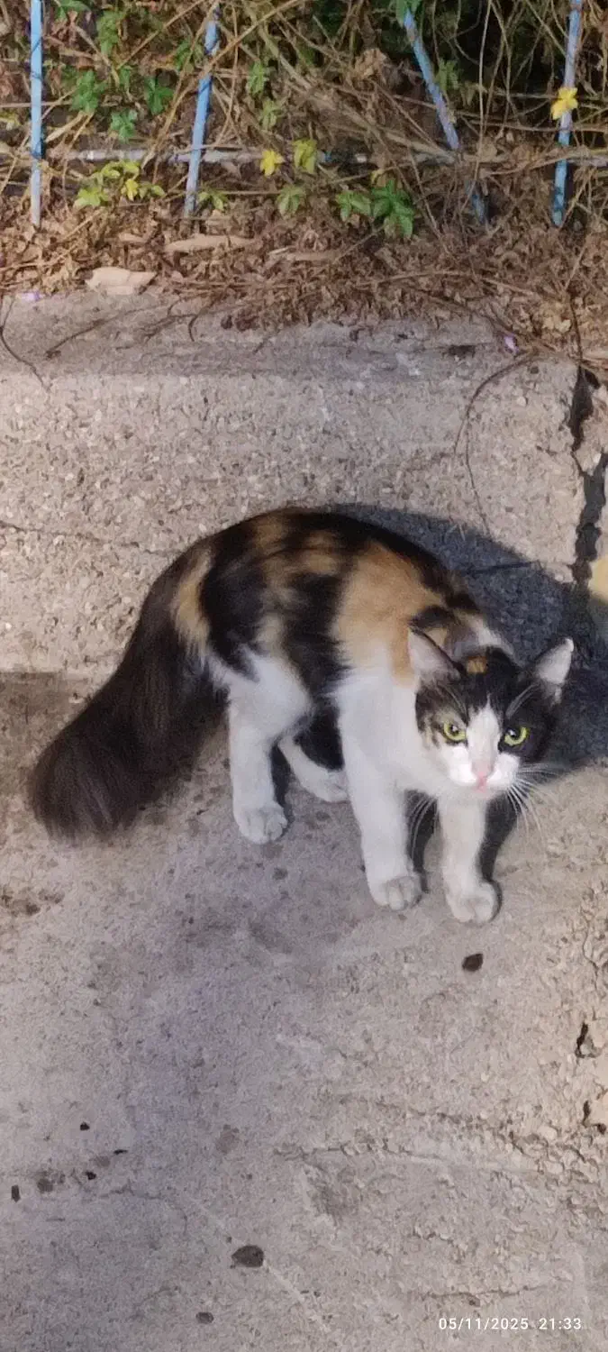 گربه|گربه|اهواز, شهرک نفت|دیوار