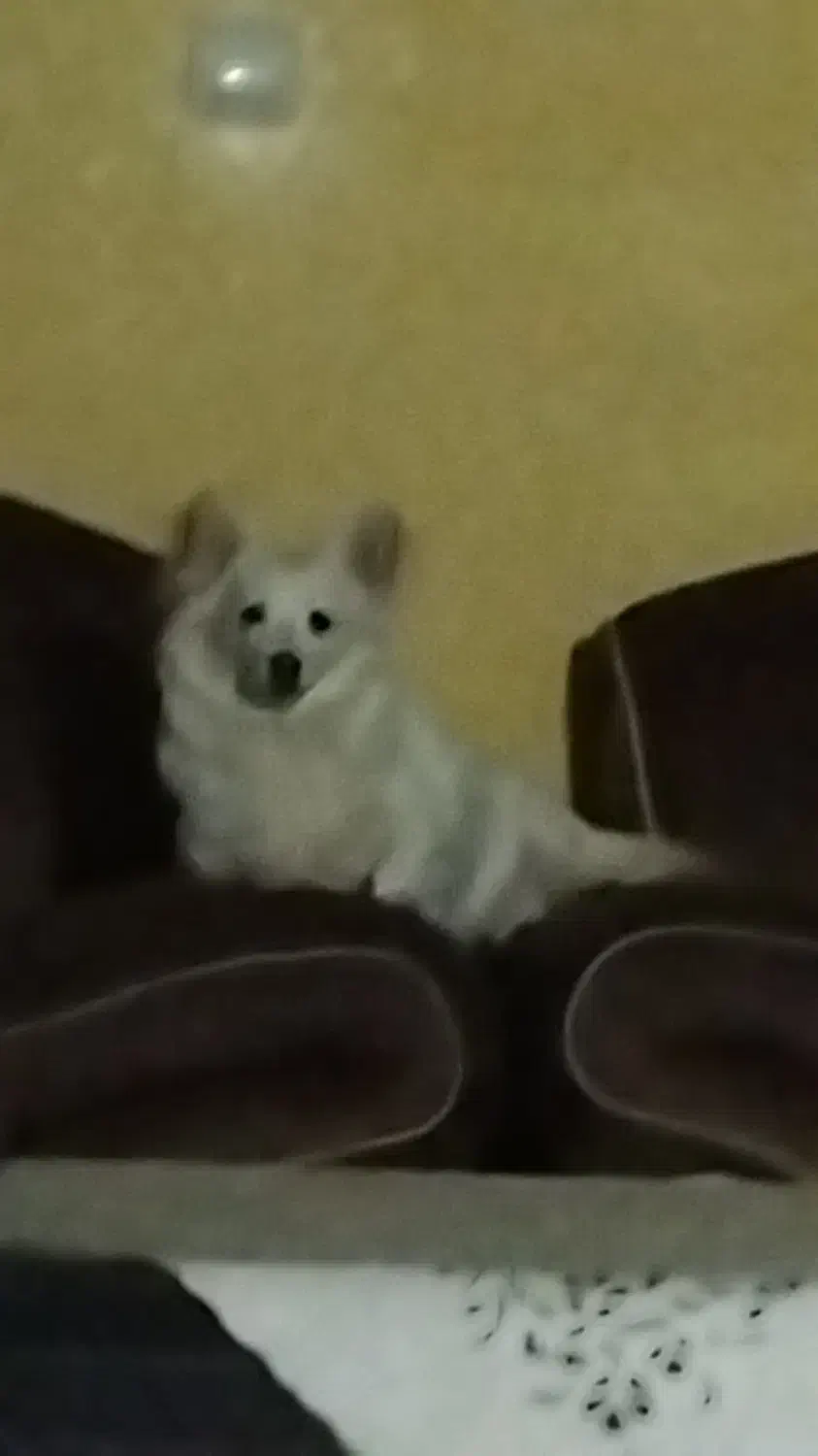 سگ خانگی|سگ|شیراز, زرهی|دیوار