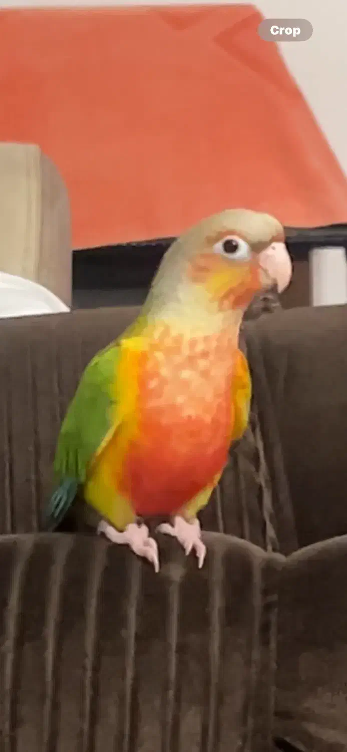 طوطی گرینچیک|پرنده|قائم‌شهر, |دیوار