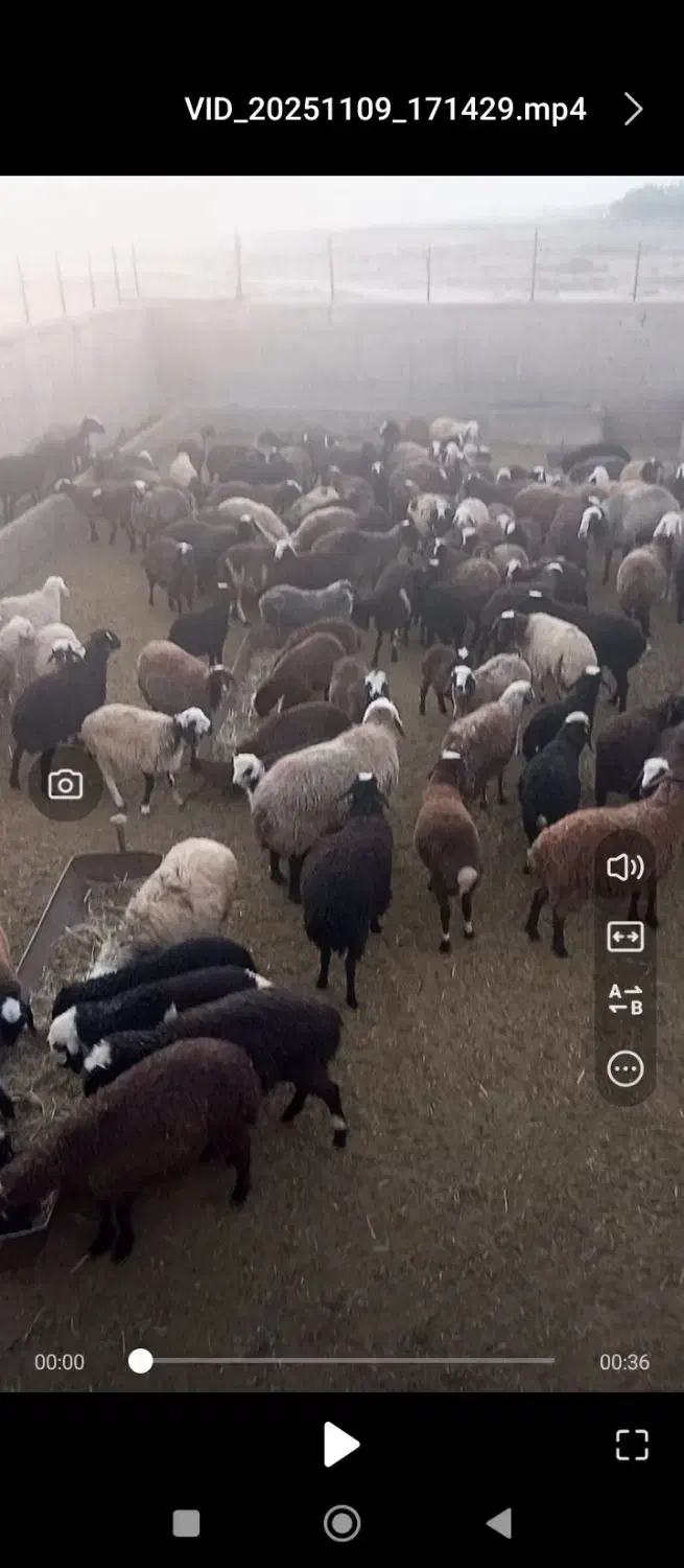 تعدادی بره|حیوانات مزرعه|محلات, |دیوار