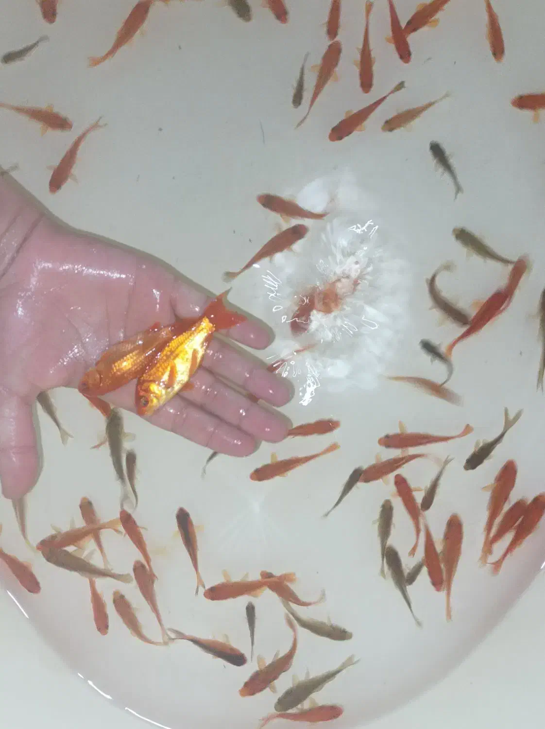 ماهی|ماهی|زرند, |دیوار