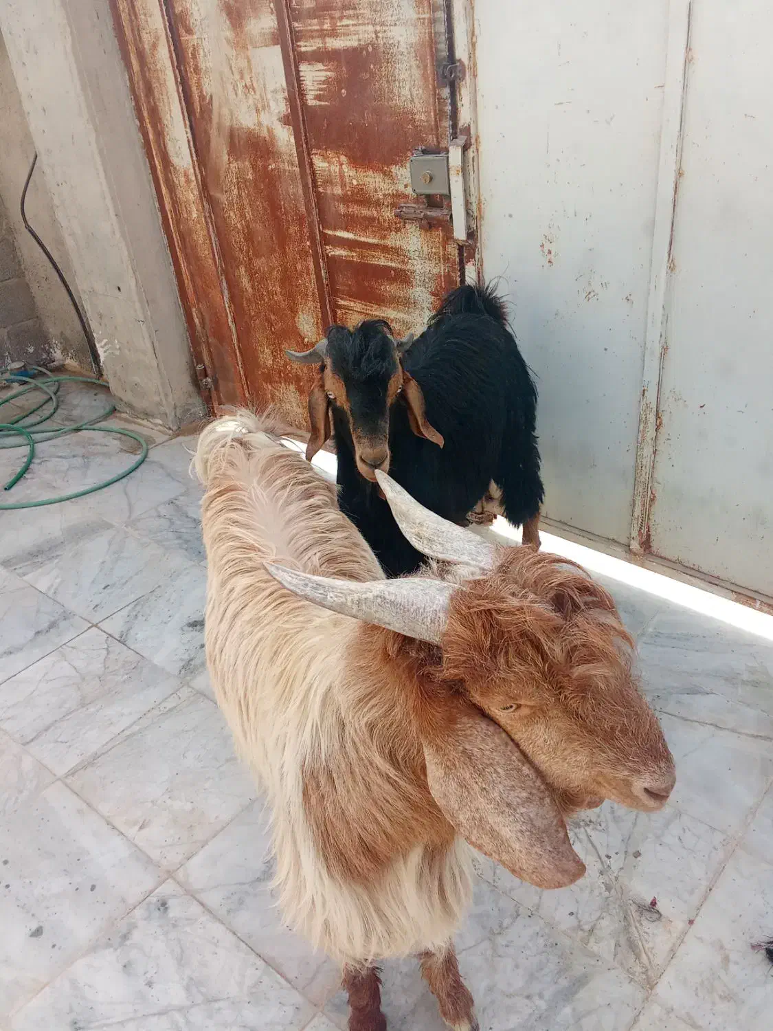 گوشت کهره نر موجود می‌باشد|حیوانات مزرعه|زرین دشت (فارس), |دیوار