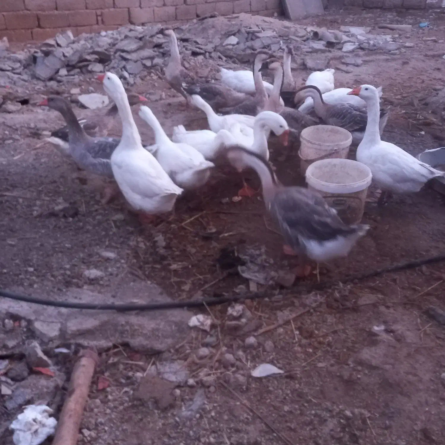 تعدادی قوغاز اصل سفید خاکستری  درشت سالم وسلامت|حیوانات مزرعه|کلاله, |دیوار