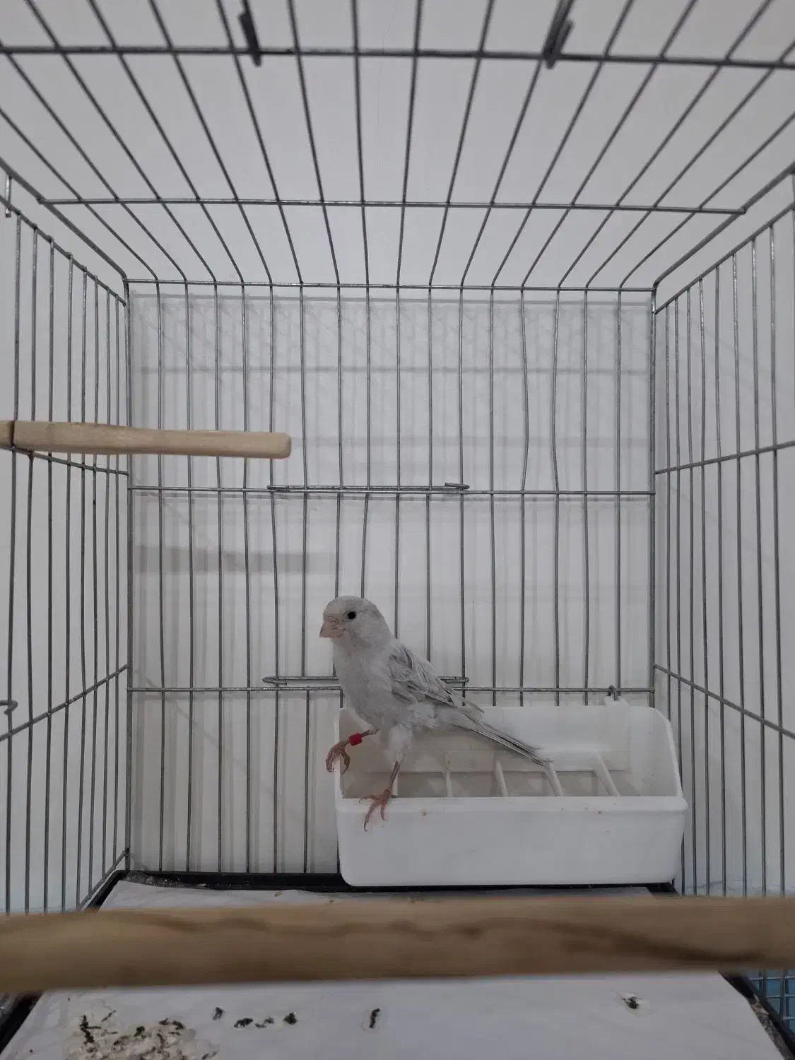 قناری سیلور نر|پرنده|قرچک, زیبا شهر|دیوار