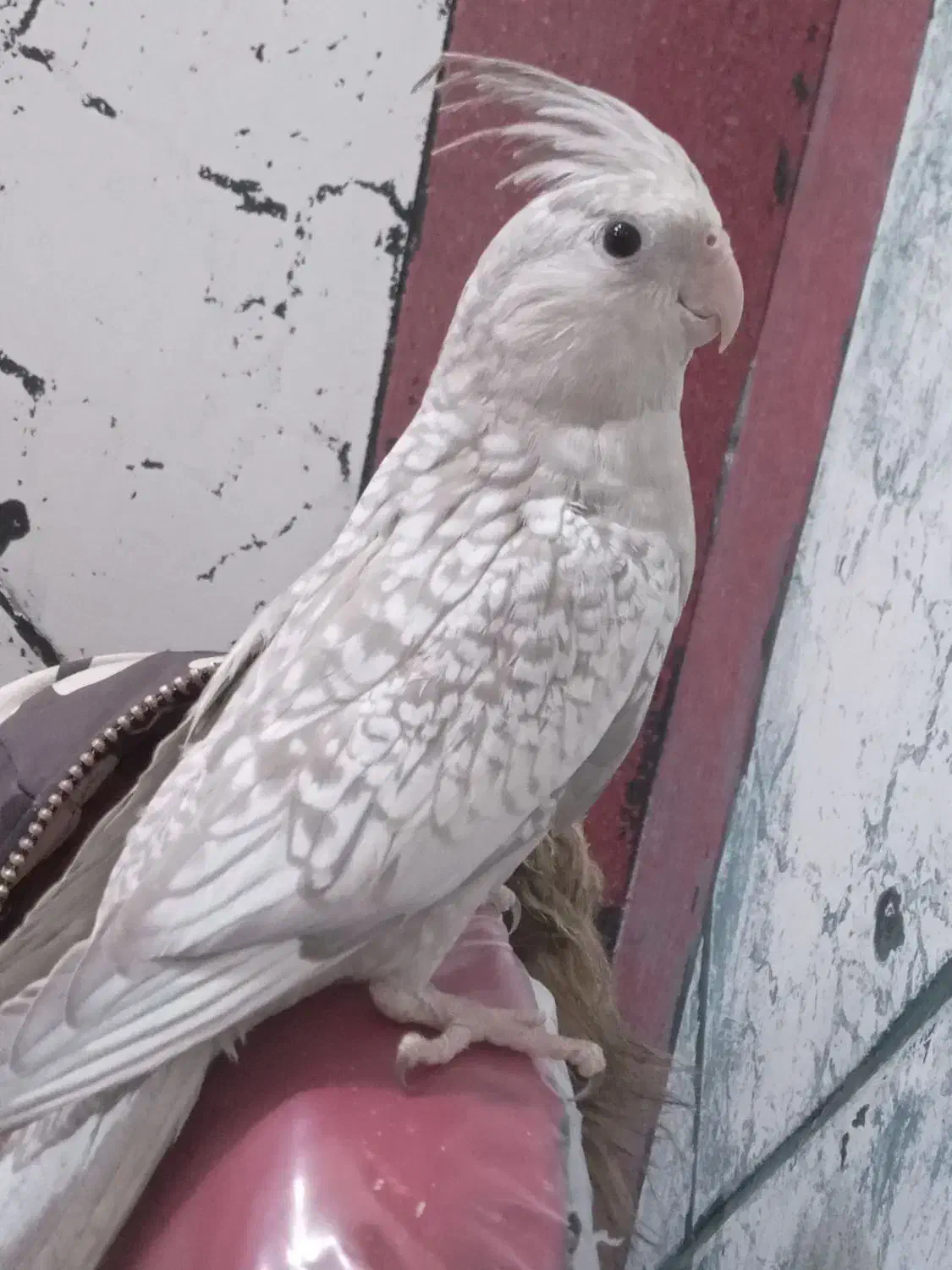 عروس مرغ عشق برزیلی|پرنده|قرچک, شهرک طلائیه|دیوار