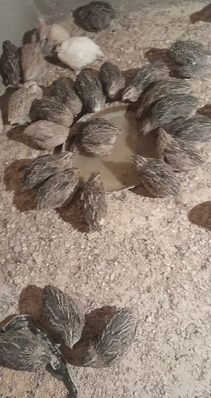 بلدرچین و تخم بلدرچین|پرنده|گزیک, |دیوار