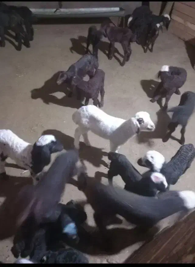 بره شیری|حیوانات مزرعه|کرمانشاه, |دیوار