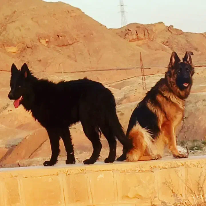 سگ ژرمن|سگ|اهواز, اهواز|دیوار