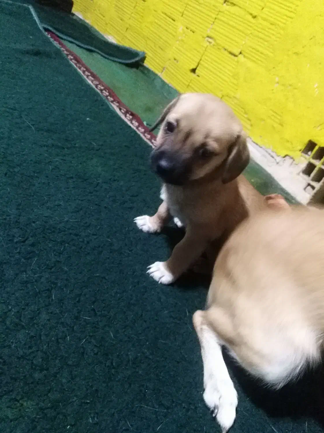 سگ کچلو قیمت 1700 بخدا قسم پایین تر قیمت زدم|سگ|بم, |دیوار