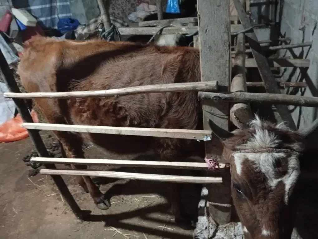 گاو جرسی۵ماه حامله|حیوانات مزرعه|سنگر, |دیوار