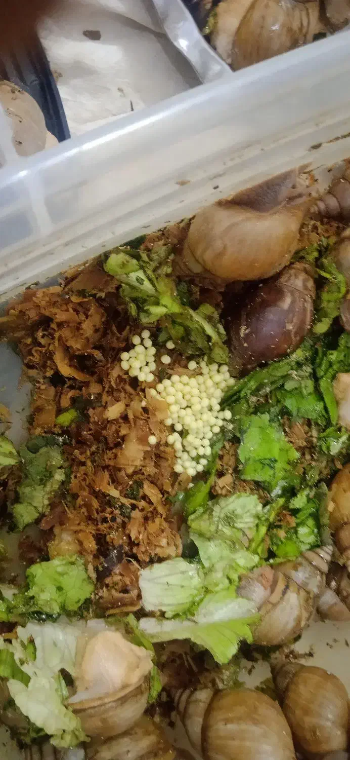 حلزون مولد تخم گذاری|خزنده|مشهد, انقلاب|دیوار