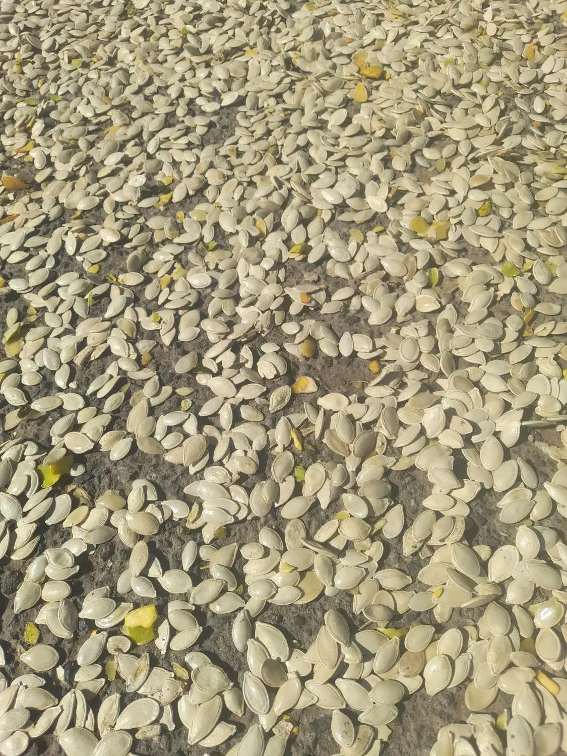 تخم کدو|عمدهفروشی|مهربان, |دیوار