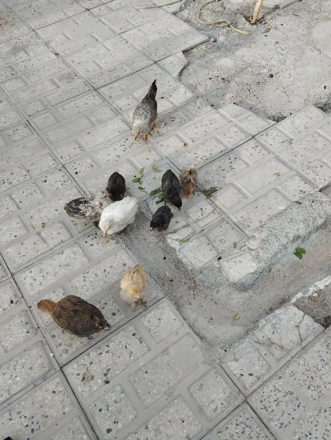 جوجه|حیوانات مزرعه|یاسوج, |دیوار