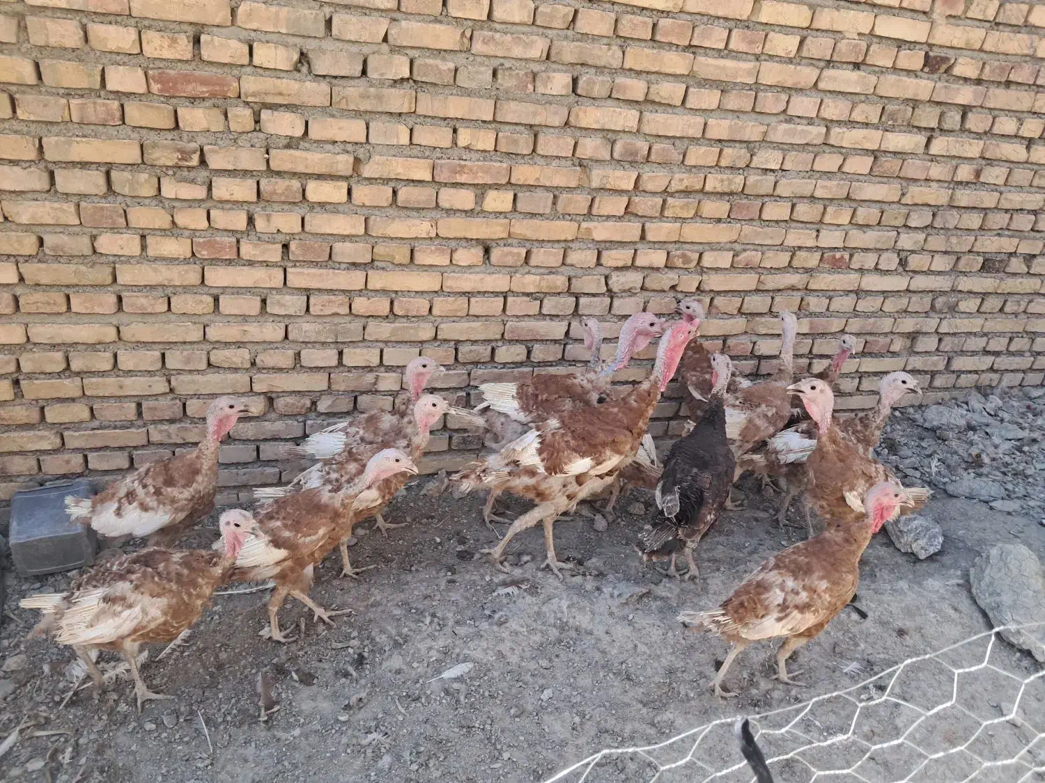 بوقلمون|حیوانات مزرعه|خوی, |دیوار