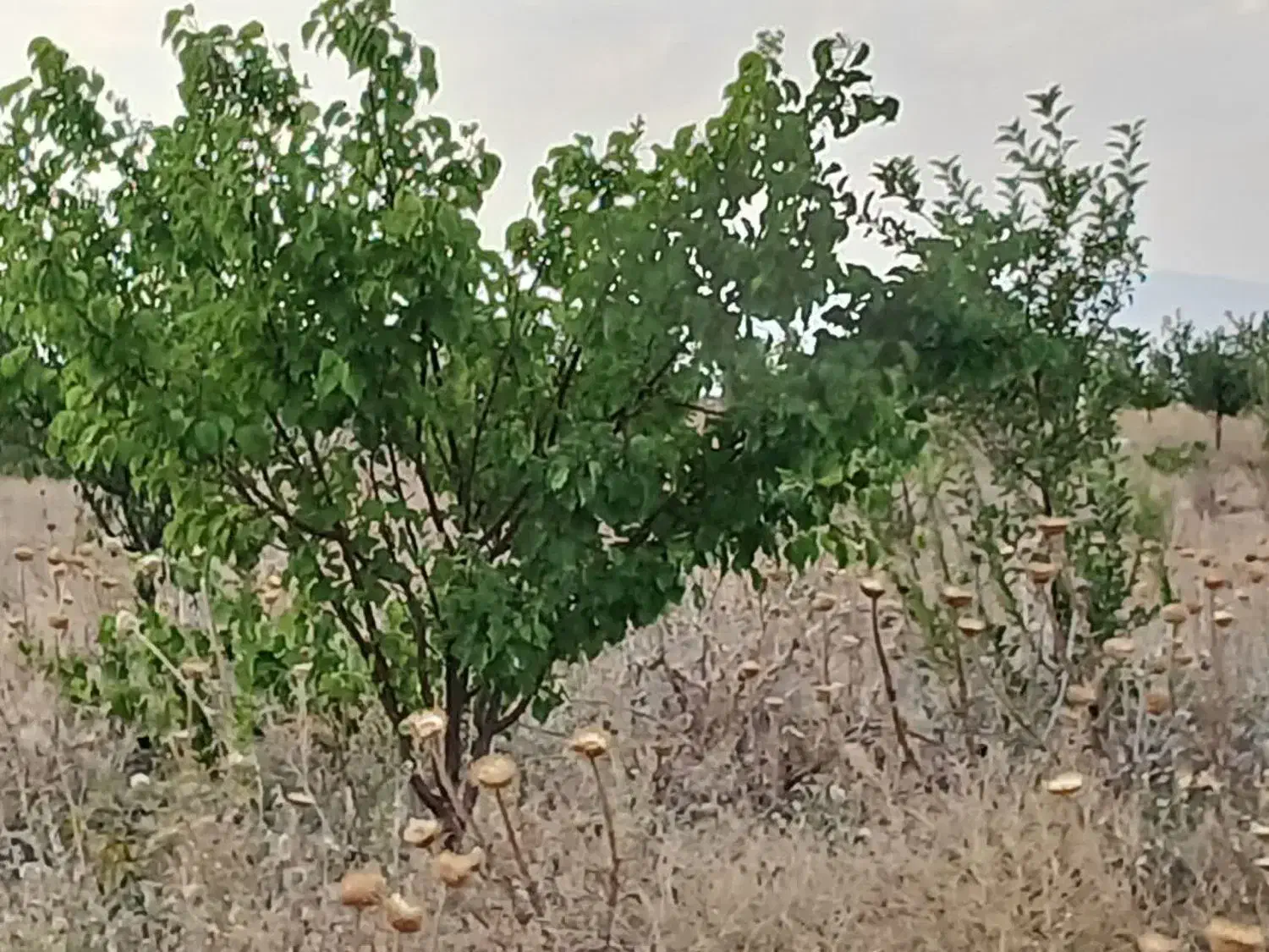 باغشهر پردیس سلطانیه|فروش زمین و ملک کلنگی|باغ حلی, |دیوار