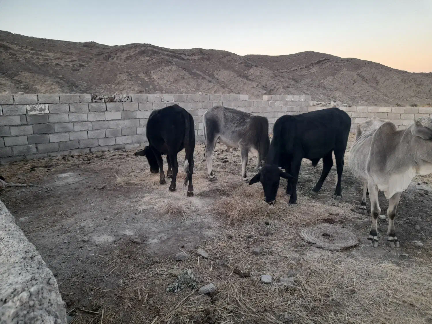 گاو محلی|حیوانات مزرعه|بم پشت, |دیوار