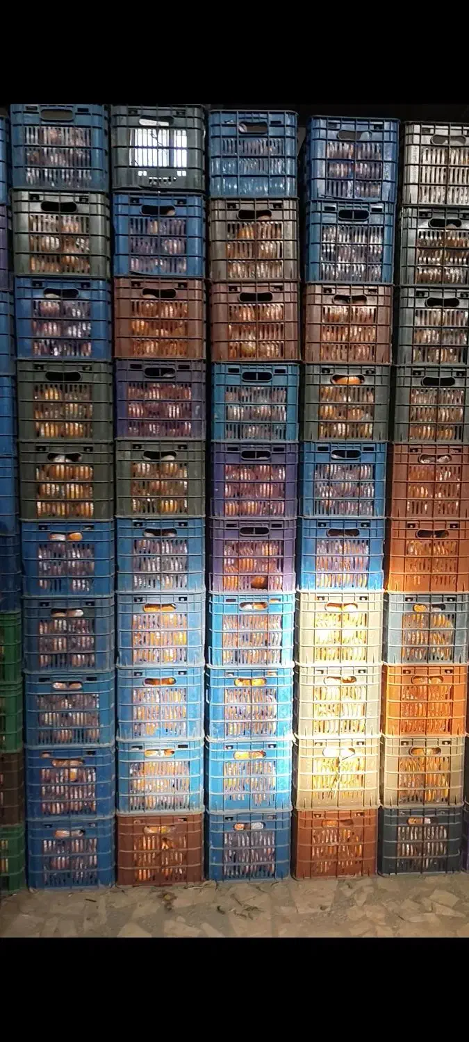 پرتقال نایلون پیچ 140تن|عمدهفروشی|قائمشهر, |دیوار