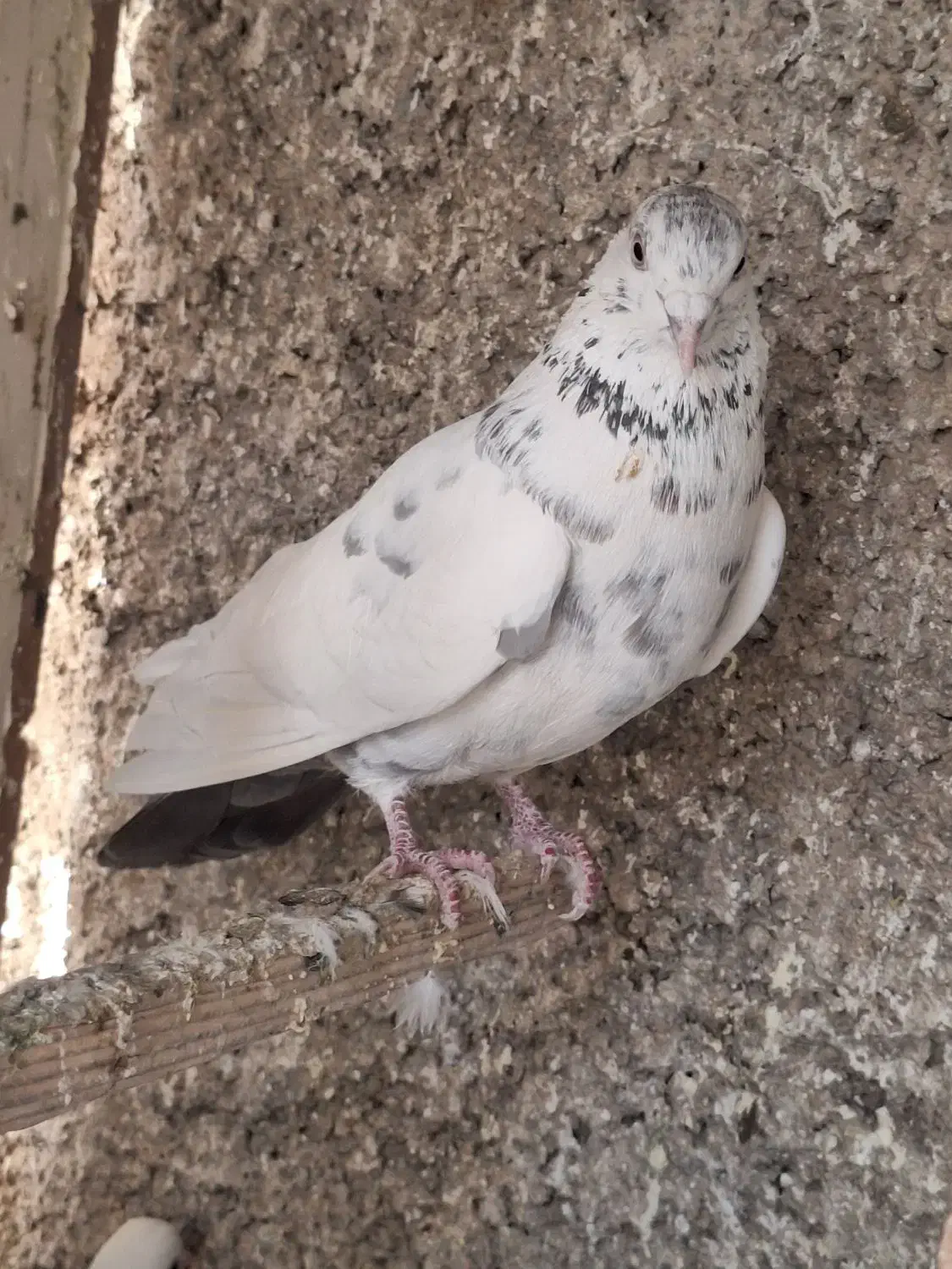 کفتر پریده|پرنده|تهران, شهرک استقلال|دیوار