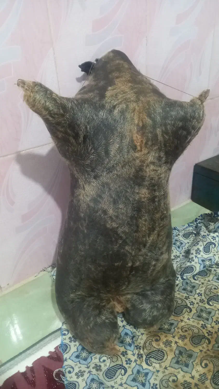 ۱۴۰۰|خوردنی و آشامیدنی|نورآباد, |دیوار