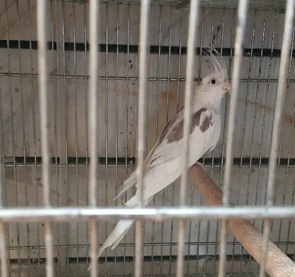 عروس هلندی شاه طوطی قفس پرنده.خریدار پرنده|پرنده|کرج, حصارک بالا|دیوار