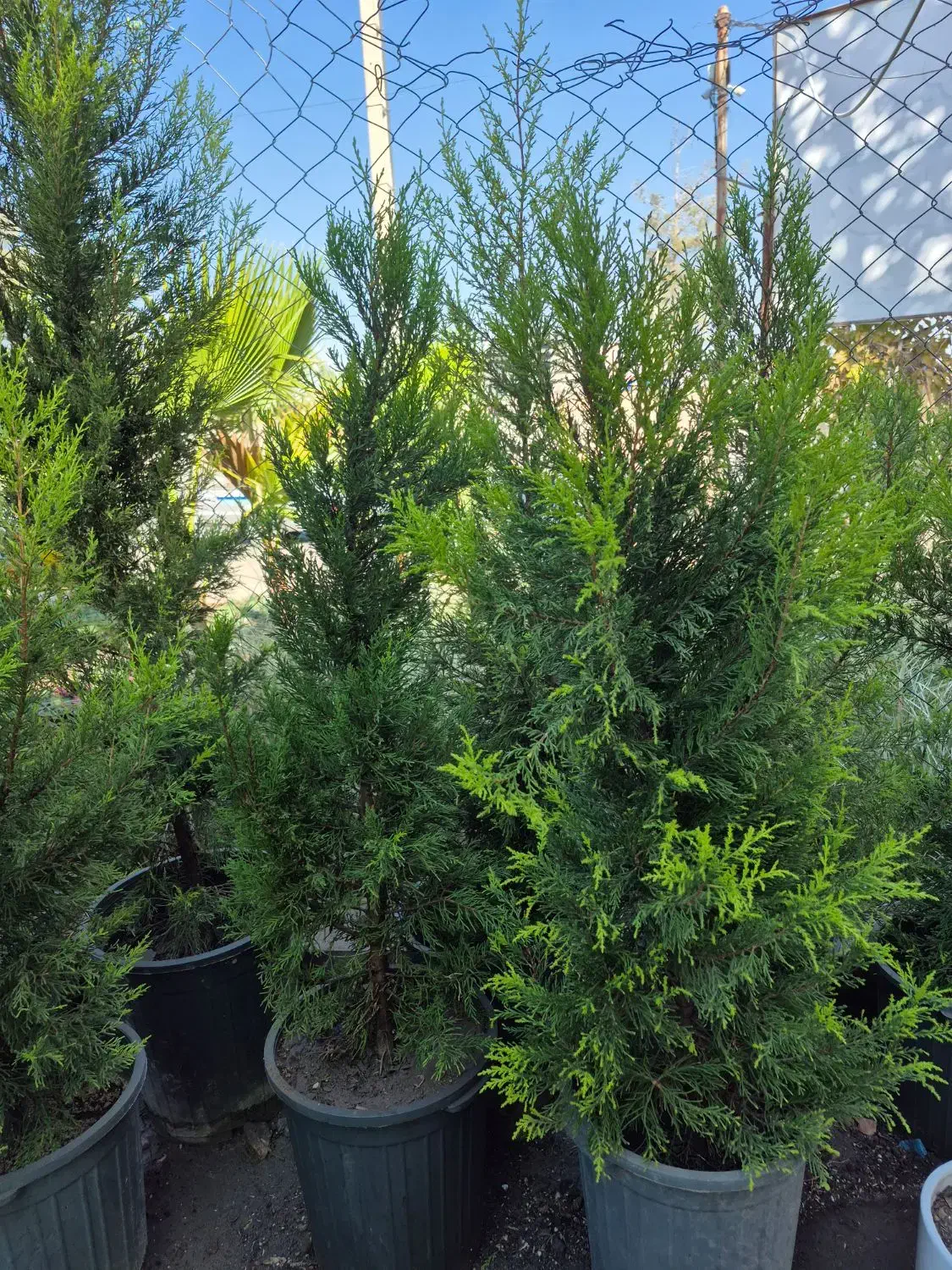 درخت سرو لاوسون *گلخانه من*|گل و گیاه طبیعی|بیرجند, |دیوار