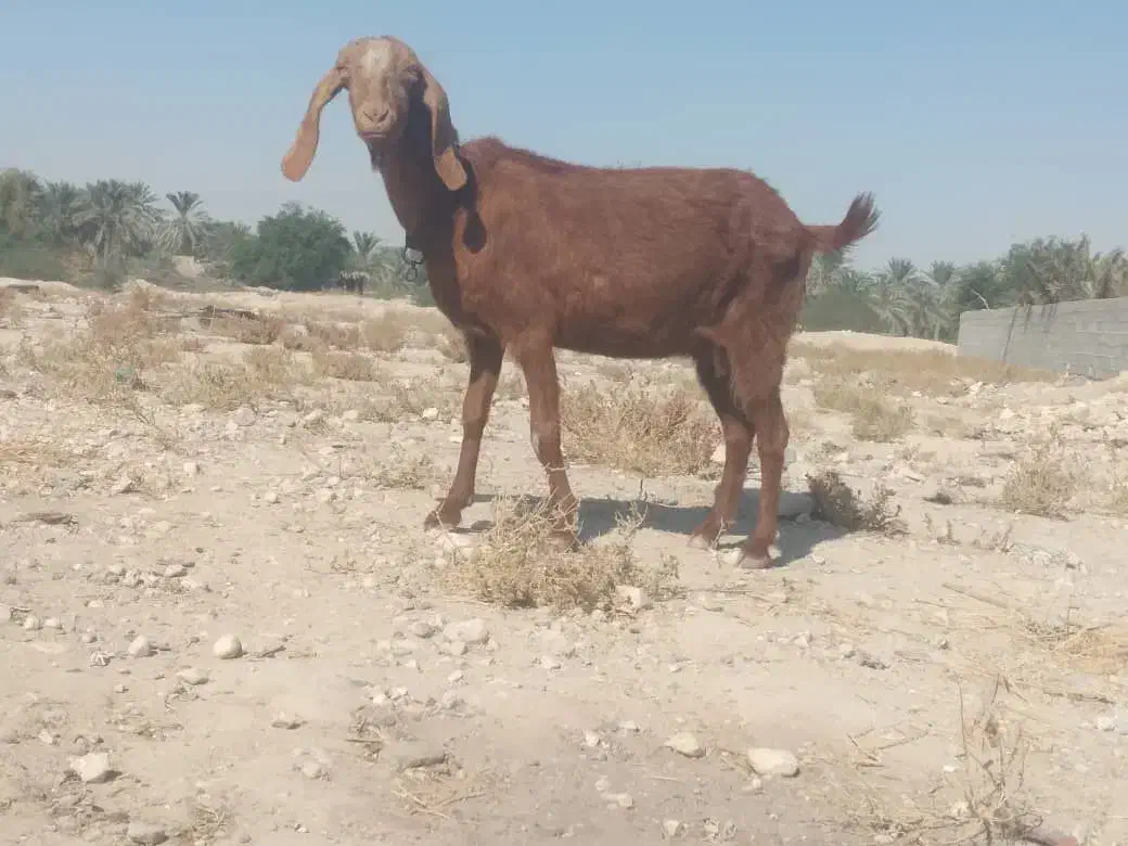 بزه|حیوانات مزرعه|خورموج, |دیوار