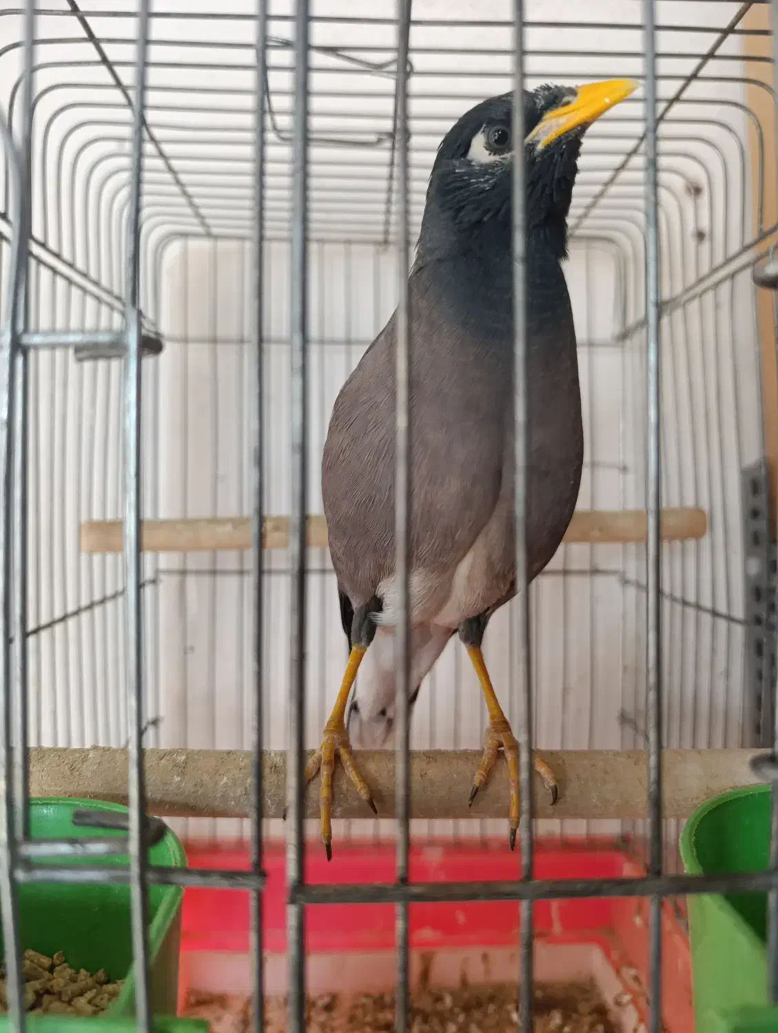 مینا نر|پرنده|تهران, خزانه|دیوار