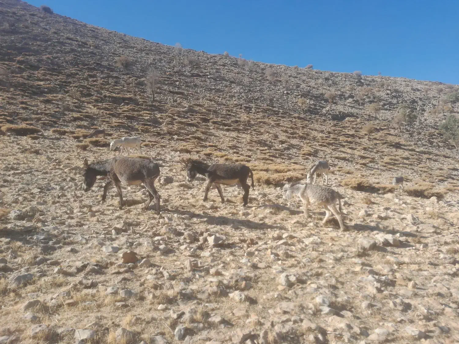 فروش۳عددالاغگلهایماده|حیوانات مزرعه|ناغان, |دیوار