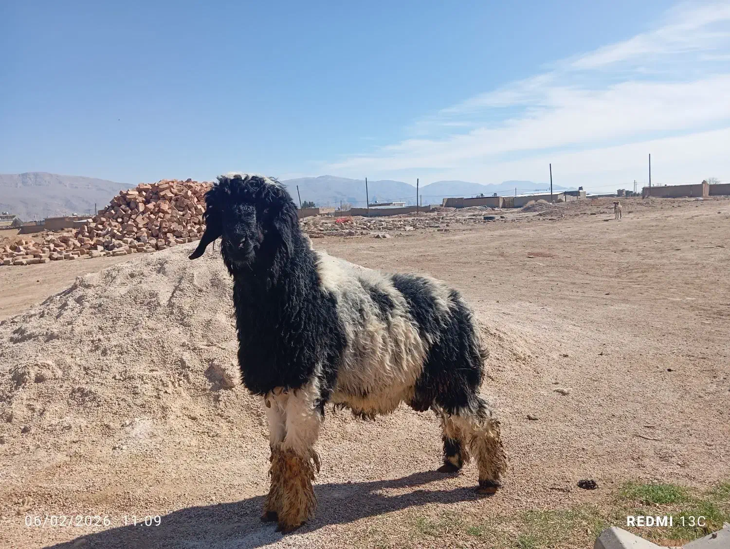 بره قوچی|حیوانات مزرعه|مرودشت, مسکن مهرگان|دیوار