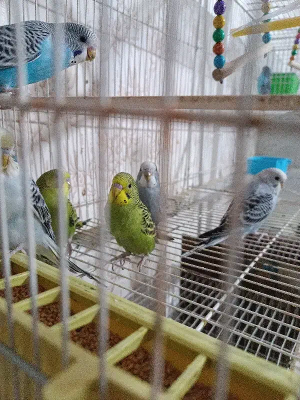 مرغ عشق|پرنده|فاروج, |دیوار