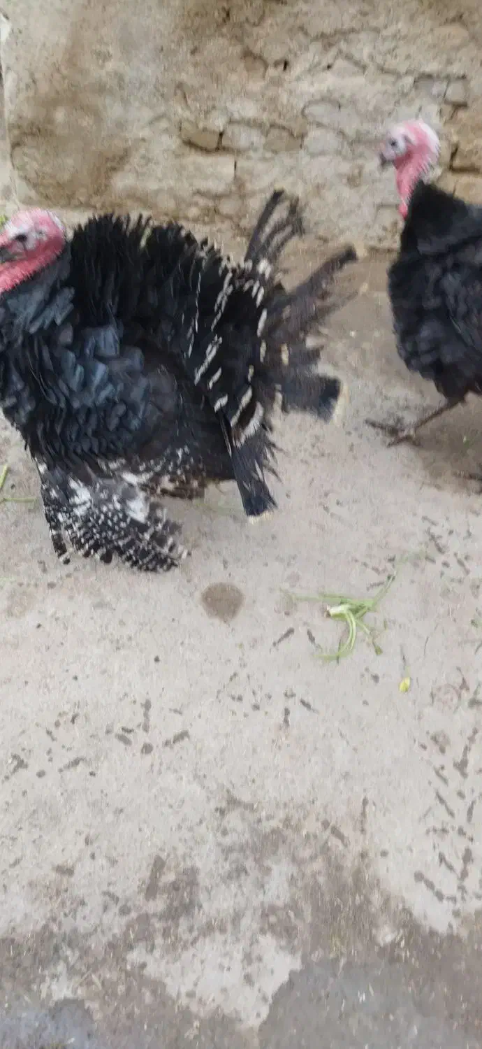 بوقلمون محلی10عدد|حیوانات مزرعه|زرین دشت (همدان), |دیوار