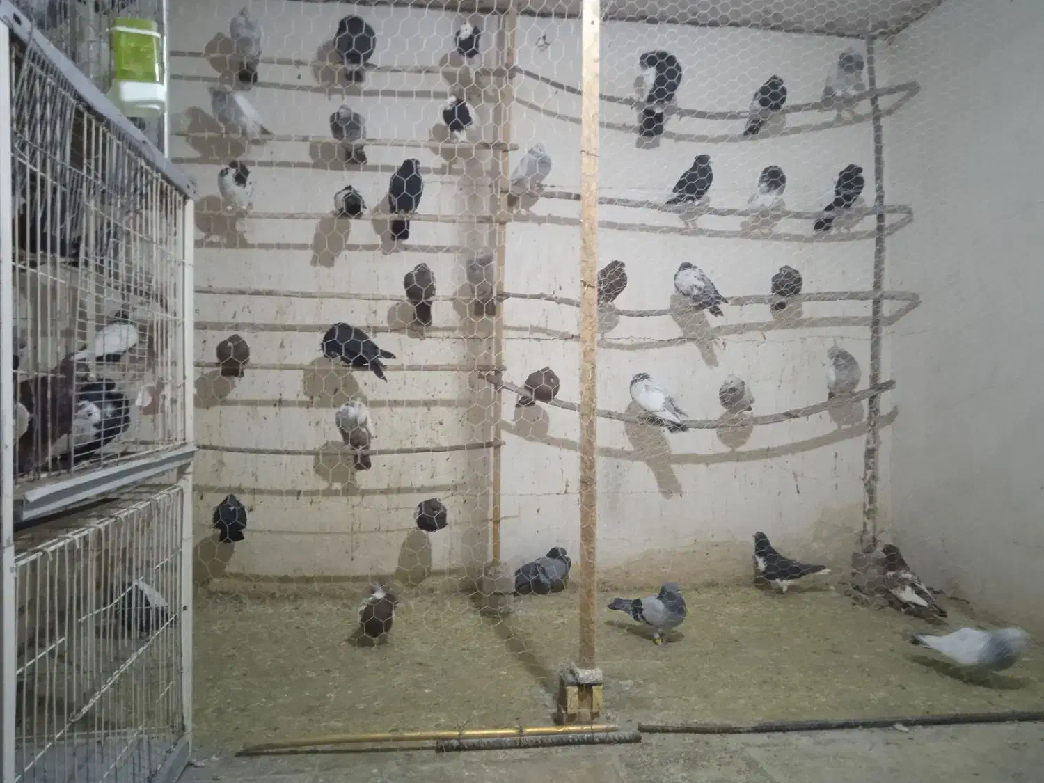 کبوتر رنگی|پرنده|شیراز, شهرک گلستان|دیوار