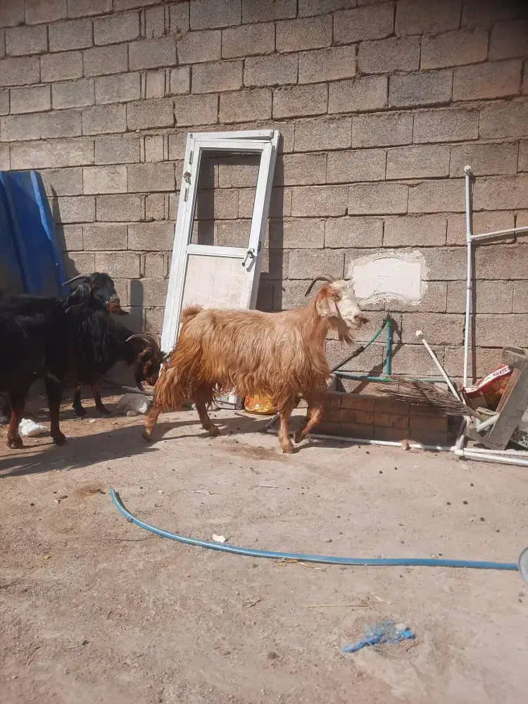 بز آبستن|حیوانات مزرعه|خورموج, |دیوار